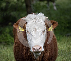 Hereford cattle portrait