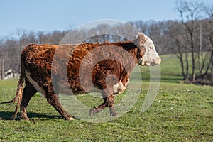 Hereford Cattle in walking in meadow in rural Pennsylvania