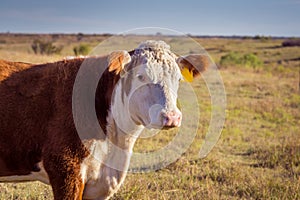 Hereford Cow