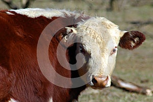 Hereford Cow