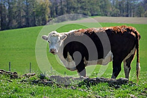 Hereford cow