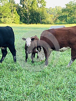 Hereford cow and baby