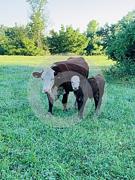 Hereford cow and baby bull