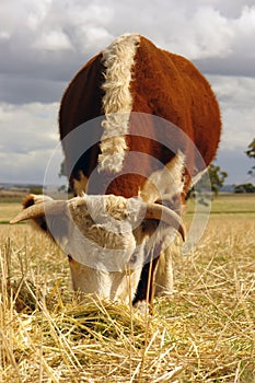 Hereford cow grazing in field