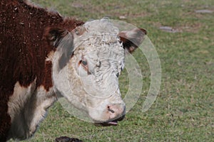 Hereford cow Head & Shoulders