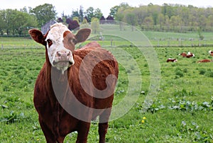 Hereford cow looking at the camera standing with herd in the meadow