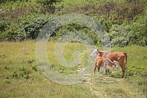 Hereford cow and nursing calf