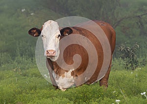 Hereford Cow standing in vegetation in the State of Oklahoma in the United States of America.