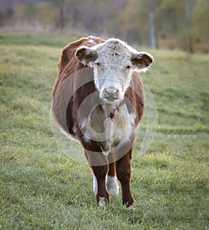 Hereford Cow on a Vermont Morning