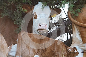 Hereford cows and calves under juniper on Texas ranch