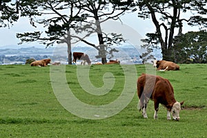 Hereford cows grazing on a green pasture under an overcast sky