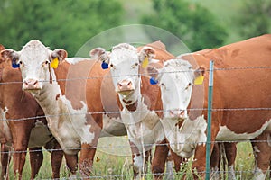 Hereford Cows photo