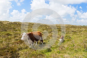 Hereford cows in landscape