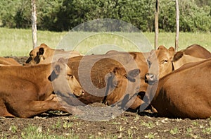 Hereford Cows lay at Rest in Pasture