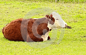Hereford Heifer Relaxes photo