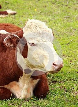 Hereford Heifer Relaxing