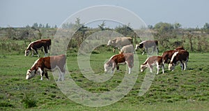 Hereford herd on a pasture