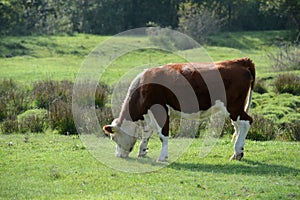 Hereford herd on a pasture