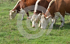 Hereford herd on a pasture
