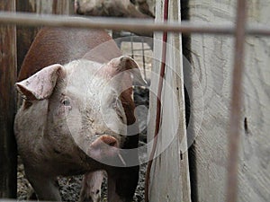 Hereford Hogs