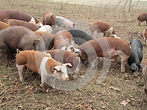 Hereford Hogs