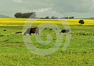 Herefords grazing lazily in a field of yellow canola flowers