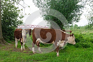 Herefords at the red bridge