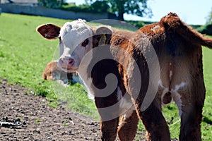 Herefordshire cattle head staring at camera