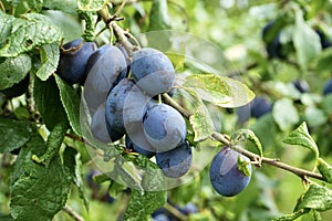 Herefordshire Damsons growing on a tree.