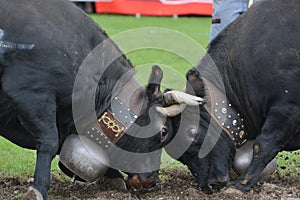 Herens Cattle / Cow Fighting