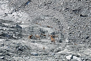 Herf od Chamois Rupicapra rupicapra in Gebroulaz glacier morrine, Vanoise national park, , France