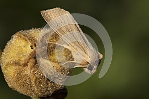 Herfst-rietboorder, Large Wainscot, Rhizedra lutosa