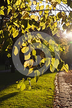 Herfstbladeren, Autumn leaves