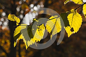 Herfstbladeren, Autumn leaves