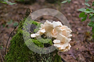 Hericium Cirrhatum