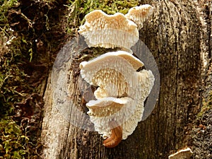 Hericium cirrhatum