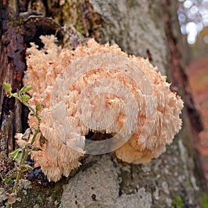 Hericium clathroides mushroom