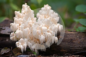 Hericium coralloides photo