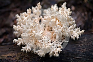 Hericium coralloides