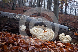 Hericium coralloides