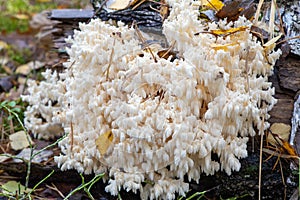 Hericium coralloides growing in the forest on a fallen birch