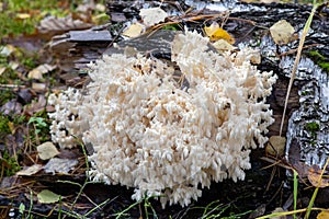 Hericium coralloides growing in the forest on a fallen birch