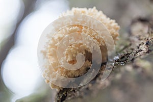 Hericium coralloides photo