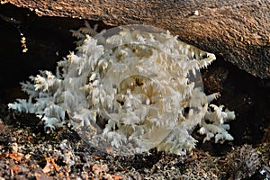 Hericium coralloides mushroom