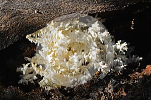 Hericium coralloides mushroom photo