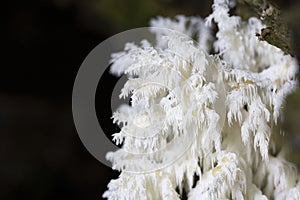 Hericium coralloides is a saprotrophic fungus, commonly known as coral tooth fungus or comb coral mushroom