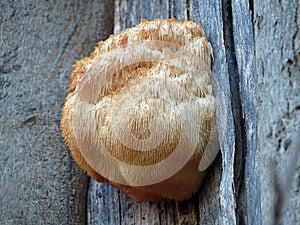 Hericium erinaceus, Bearded Tooth