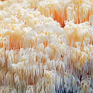 Hericium erinaceus fungus