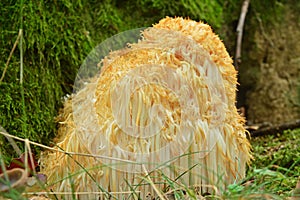 Hericium erinaceus fungus photo
