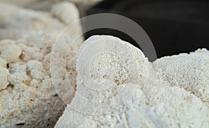 Hericium erinaceus - medicial fungi. Top medicinal mushrooms for health